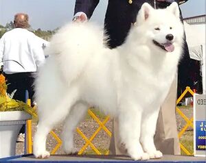 AM CH WHITE MAGIC’S YOUR SO FINE